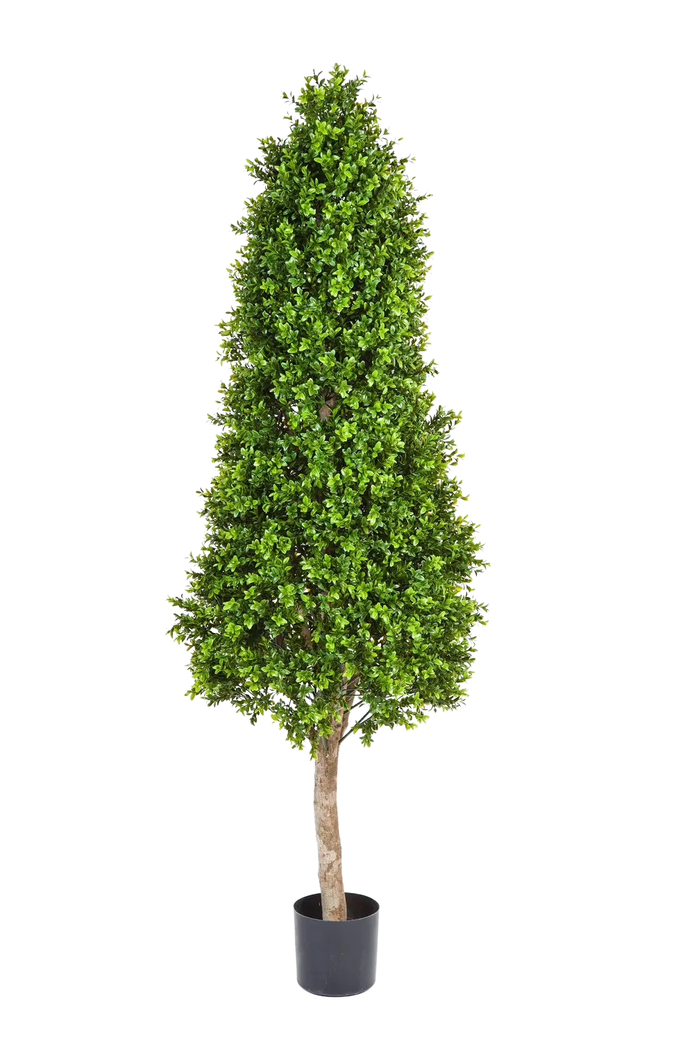 Hochwertiger Buchsbaum künstlich auf transparentem Hintergrund mit echt wirkenden Kunstblättern in natürlicher Anordnung. Künstlicher Buchsbaum - Rene hat die Farbe Natur und ist 170 cm hoch. | aplanta Kunstpflanzen