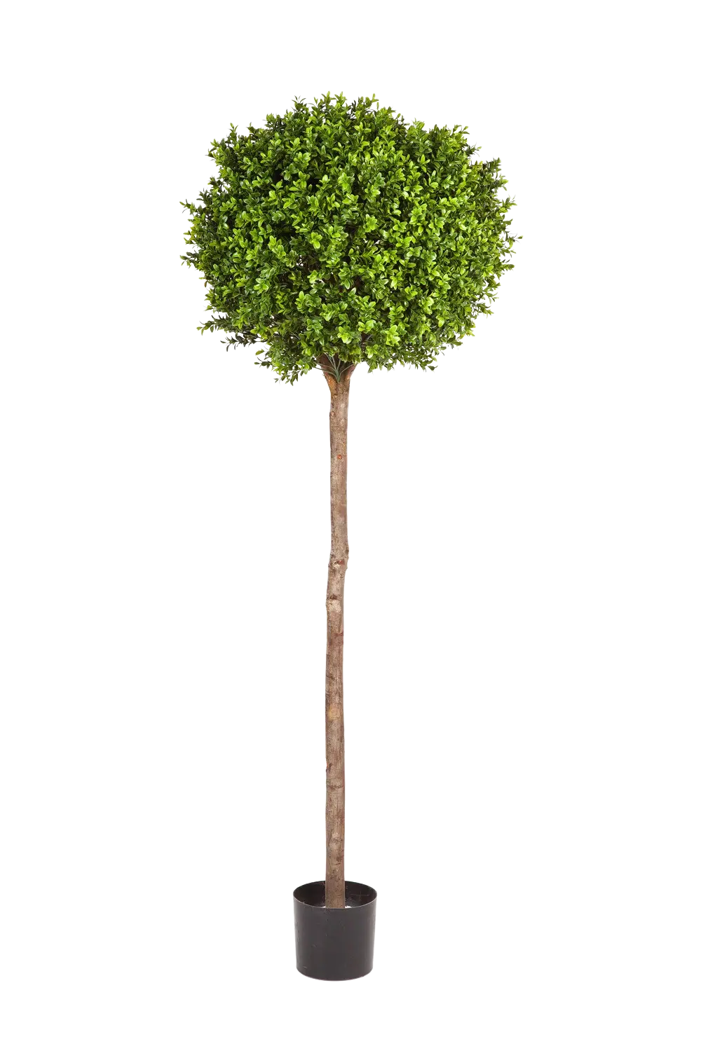 Hochwertiger Buchsbaum künstlich auf transparentem Hintergrund mit echt wirkenden Kunstblättern in natürlicher Anordnung. Künstlicher Buchsbaum - Rayan hat die Farbe Natur und ist 170 cm hoch. | aplanta Kunstpflanzen