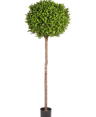 Hochwertiger Buchsbaum künstlich auf transparentem Hintergrund mit echt wirkenden Kunstblättern in natürlicher Anordnung. Künstlicher Buchsbaum - Rayan hat die Farbe Natur und ist 170 cm hoch. | aplanta Kunstpflanzen