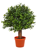 Hochwertiger Buchsbaum künstlich auf transparentem Hintergrund mit echt wirkenden Kunstblättern in natürlicher Anordnung. Künstlicher Buchsbaum - Rico hat die Farbe Natur und ist 30 cm hoch. | aplanta Kunstpflanzen