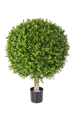Hochwertiger Buchsbaum künstlich auf transparentem Hintergrund mit echt wirkenden Kunstblättern in natürlicher Anordnung. Künstlicher Buchsbaum - Rico hat die Farbe Natur und ist 85 cm hoch. | aplanta Kunstpflanzen