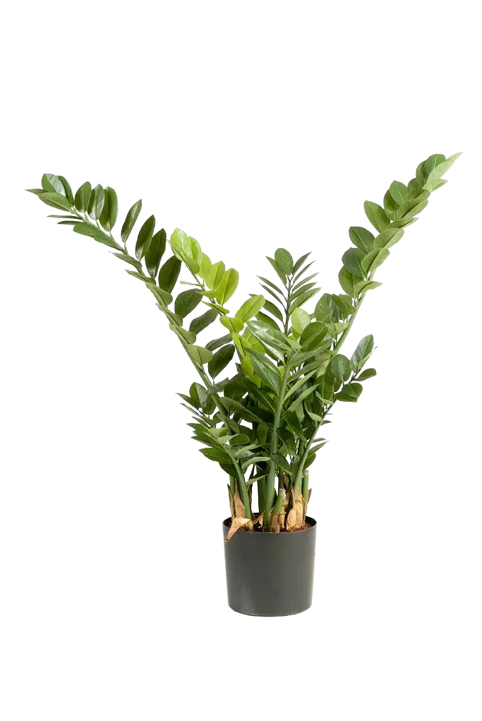 Künstliche Zamioculcas - Svea | 90 cm