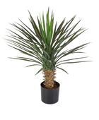 Hochwertige Kunstpalme auf transparentem Hintergrund mit echt wirkenden Kunstblättern in natürlicher Anordnung. Künstliche Yucca Rostrata Palme - Sven hat die Farbe Natur und ist 82 cm hoch. | aplanta Kunstpflanzen
