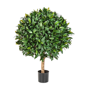 split leaf philodendron Split-Leaf Philodendron (Thaumatophyllum bipinnatifidum) – Los Angeles Delivery main image 0