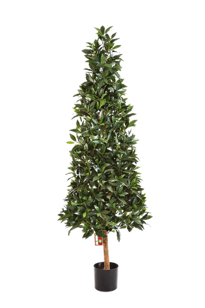 Künstliche Lorbeer - Teresa auf transparentem Hintergrund mit echt wirkenden Kunstblättern in natürlicher Anordnung. Künstliche Lorbeer - Teresa hat die Farbe Natur und ist 110 cm hoch. | aplanta Kunstpflanzen