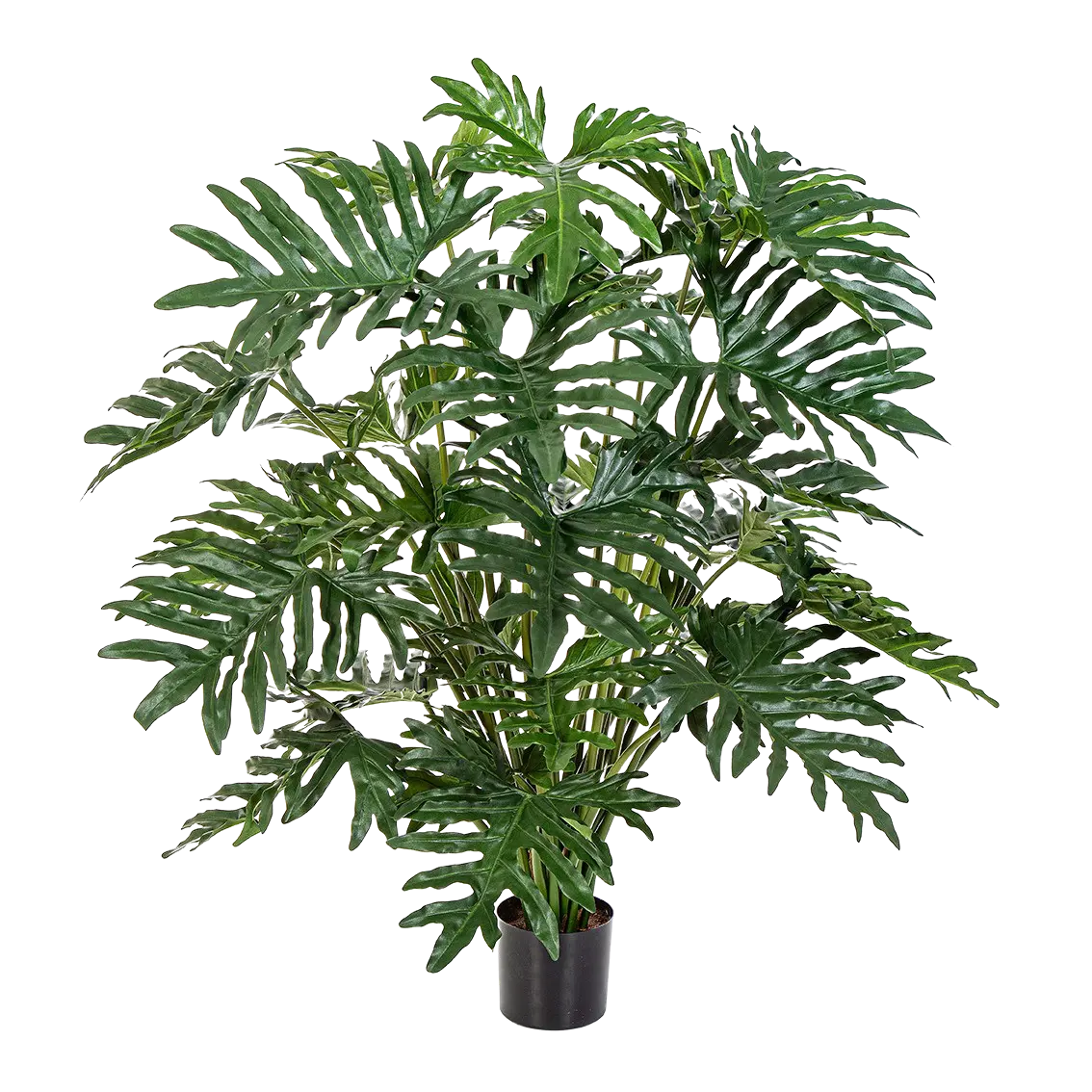 Künstlicher Philodendron - Thalia auf transparentem Hintergrund mit echt wirkenden Kunstblättern in natürlicher Anordnung. Künstlicher Philodendron - Thalia hat die Farbe Natur und ist 125 cm hoch. | aplanta Kunstpflanzen
