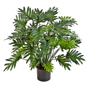 Künstliche Philodendron - Therese auf transparentem Hintergrund mit echt wirkenden Kunstblättern in natürlicher Anordnung. Künstliche Philodendron - Therese hat die Farbe Natur und ist 75 cm hoch. | aplanta Kunstpflanzen