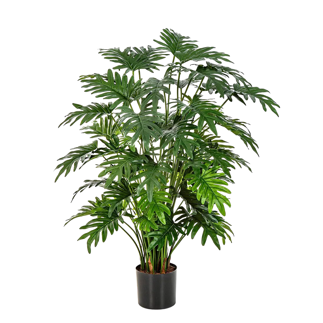 Künstlicher Philodendron - Therese auf transparentem Hintergrund mit echt wirkenden Kunstblättern in natürlicher Anordnung. Künstlicher Philodendron - Therese hat die Farbe Natur und ist 100 cm hoch. | aplanta Kunstpflanzen
