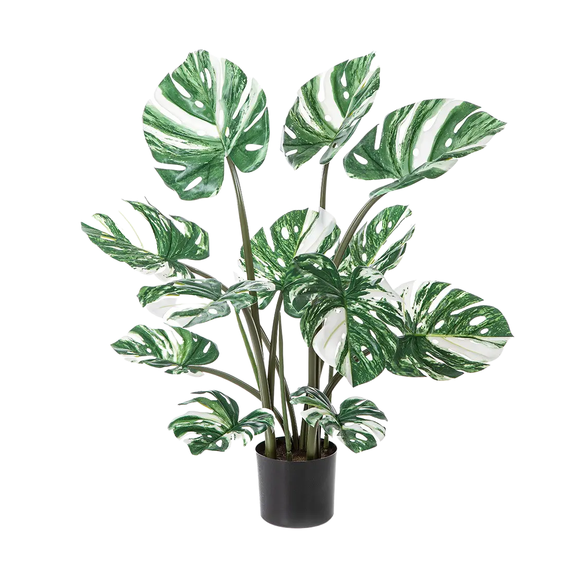 Hochwertige Monstera Kunstpflanze auf transparentem Hintergrund mit echt wirkenden Kunstblättern in natürlicher Anordnung. Künstliche Monstera - Tia hat die Farbe Weiß und hat eine Höhe von 90 cm | aplanta Kunstpflanzen