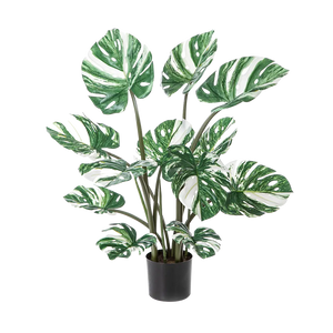 Hochwertige Monstera Kunstpflanze auf transparentem Hintergrund mit echt wirkenden Kunstblättern in natürlicher Anordnung. Künstliche Monstera - Tia hat die Farbe Weiß und hat eine Höhe von 90 cm | aplanta Kunstpflanzen