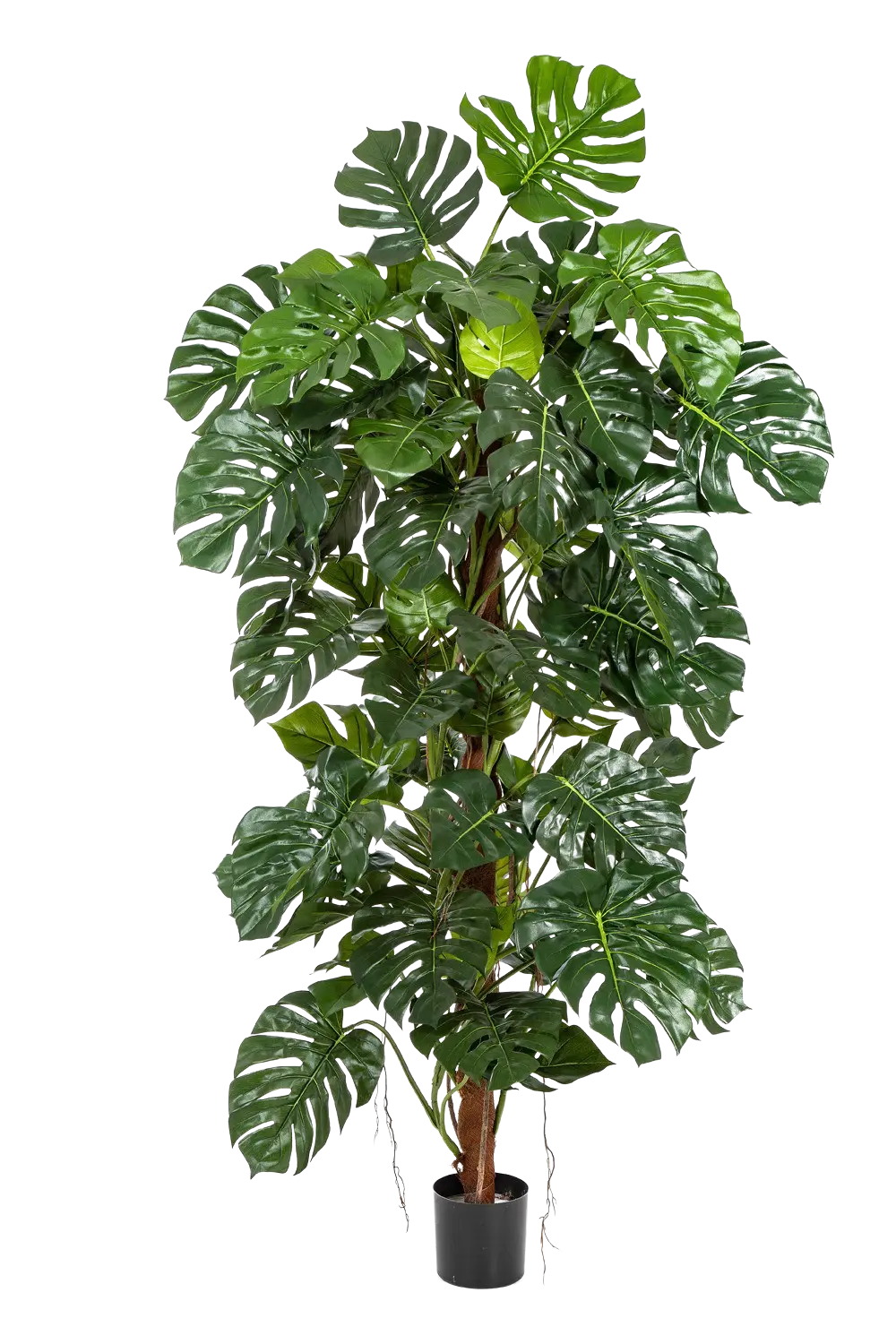 Hochwertige Monstera Kunstpflanze auf transparentem Hintergrund mit echt wirkenden Kunstblättern in natürlicher Anordnung. Künstliche Monstera - Thore hat die Farbe Natur und hat eine Höhe von 160 cm | aplanta Kunstpflanzen