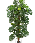 Hochwertige Monstera Kunstpflanze auf transparentem Hintergrund mit echt wirkenden Kunstblättern in natürlicher Anordnung. Künstliche Monstera - Thore hat die Farbe Natur und hat eine Höhe von 190 cm | aplanta Kunstpflanzen