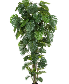 Hochwertige Monstera Kunstpflanze auf transparentem Hintergrund mit echt wirkenden Kunstblättern in natürlicher Anordnung. Künstliche Monstera - Chris hat die Farbe Natur und hat eine Höhe von 280 cm | aplanta Kunstpflanzen