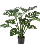 Hochwertige Monstera Kunstpflanze auf transparentem Hintergrund mit echt wirkenden Kunstblättern in natürlicher Anordnung. Künstliche Monstera - Thilo hat die Farbe Natur und hat eine Höhe von 80 cm | aplanta Kunstpflanzen