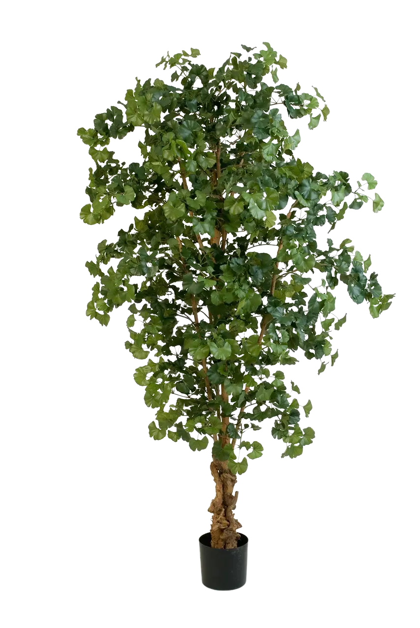 Künstlicher Ginkgo - Tamino auf transparentem Hintergrund mit echt wirkenden Kunstblättern. Diese Kunstpflanze gehört zur Gattung/Familie der "Ginkgo" bzw. "Kunst-Ginkgo".