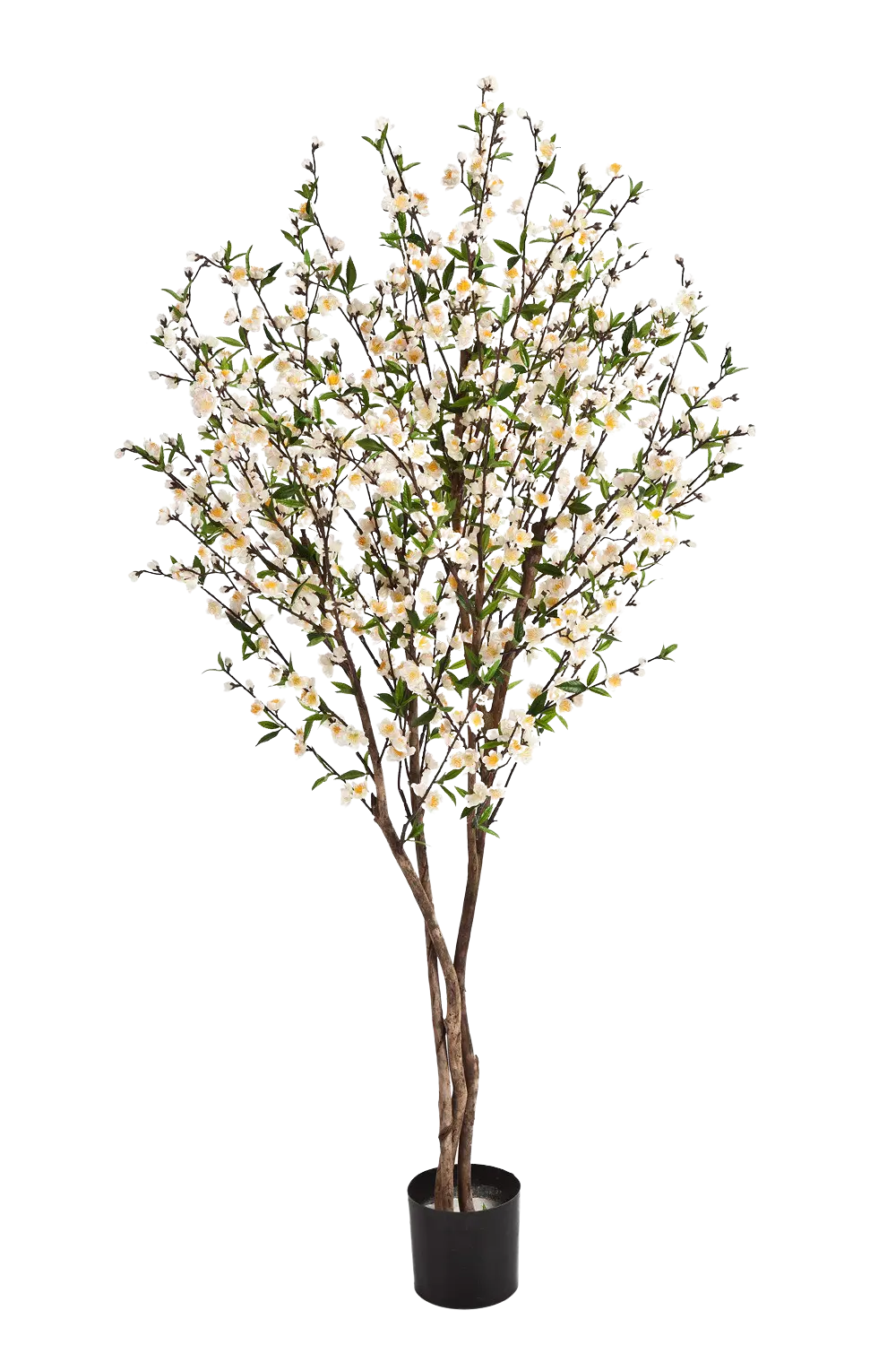 Künstlicher Kirschbaum - Willi auf transparentem Hintergrund mit echt wirkenden Kunstblättern in natürlicher Anordnung. Künstlicher Kirschbaum - Willi hat die Farbe Creme und ist 140 cm hoch. | aplanta Kunstpflanzen