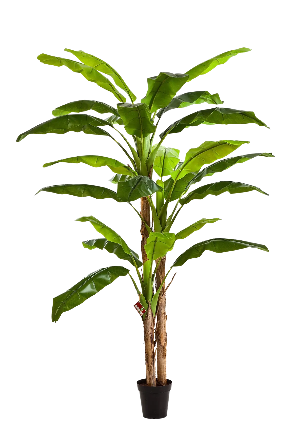 Künstlicher Bananenbaum - Pauline auf transparentem Hintergrund mit echt wirkenden Kunstblättern. Diese Kunstpflanze gehört zur Gattung/Familie der "Bananenbäume" bzw. "Kunst-Bananenbäume".