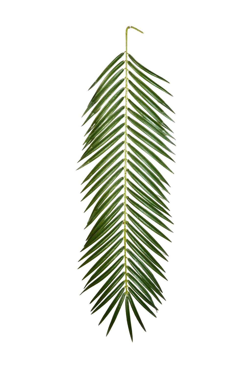 Hochwertige Kunstpalme auf transparentem Hintergrund mit echt wirkenden Kunstblättern in natürlicher Anordnung. Künstliches Phoenixpalmenblatt - Oliwia hat die Farbe Natur und ist 88 cm hoch. | aplanta Kunstpflanzen