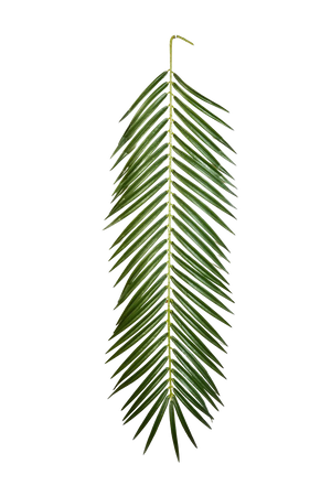 Hochwertige Kunstpalme auf transparentem Hintergrund mit echt wirkenden Kunstblättern in natürlicher Anordnung. Künstliches Phoenixpalmenblatt - Oliwia hat die Farbe Natur und ist 88 cm hoch. | aplanta Kunstpflanzen