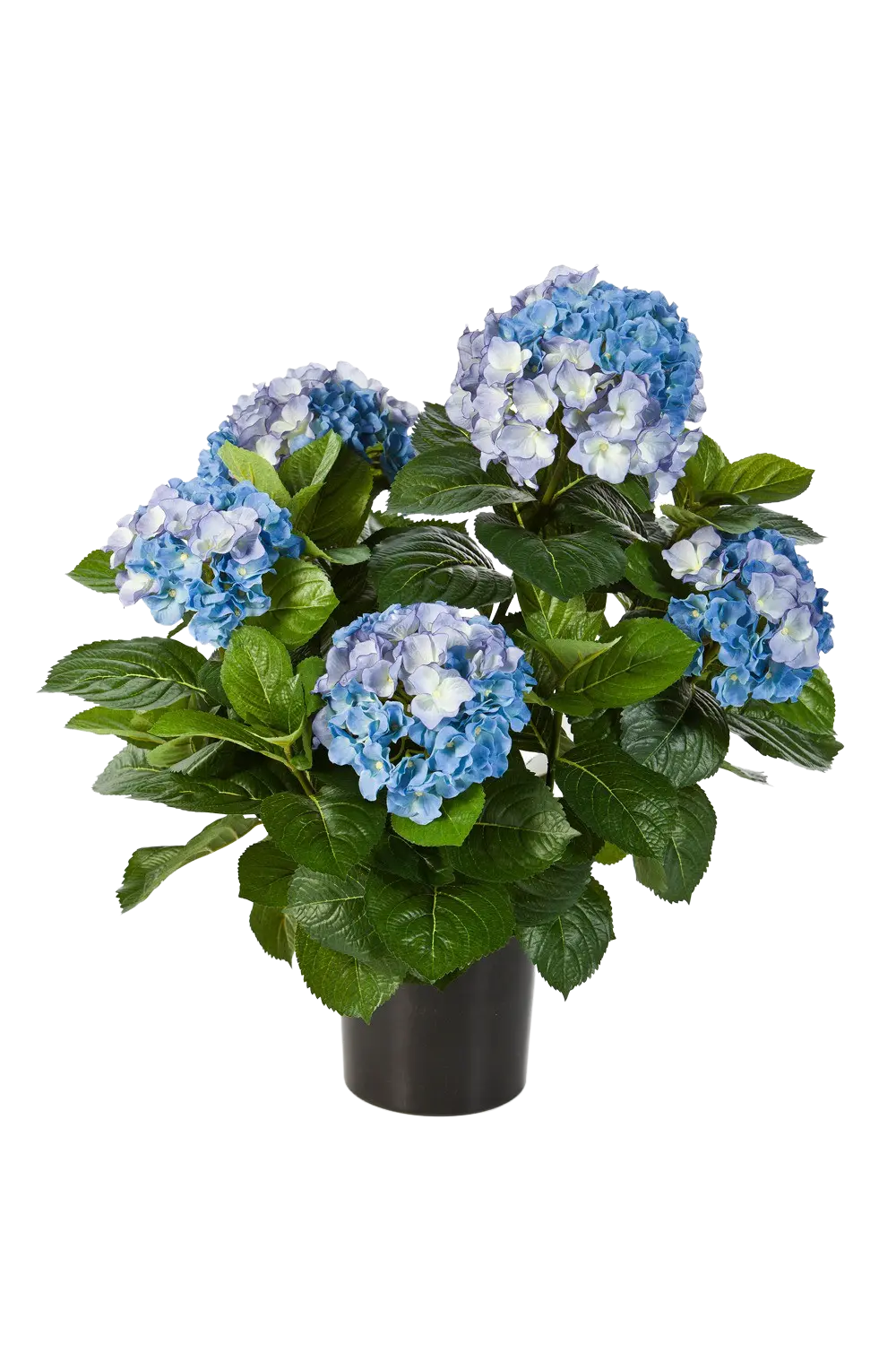 Hochwertige Hortensie künstlich auf transparentem Hintergrund mit echt wirkenden Kunstblättern in natürlicher Anordnung. Künstliche Hortensie - Naomi hat die Farbe Blau und ist 53 cm hoch. | aplanta Kunstpflanzen