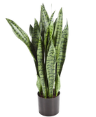 Künstlicher Bogenhanf - Luis auf transparentem Hintergrund mit echt wirkenden Kunstblättern in natürlicher Anordnung. Künstlicher Bogenhanf - Luis hat die Farbe Natur und ist 80 cm hoch. | aplanta Kunstpflanzen