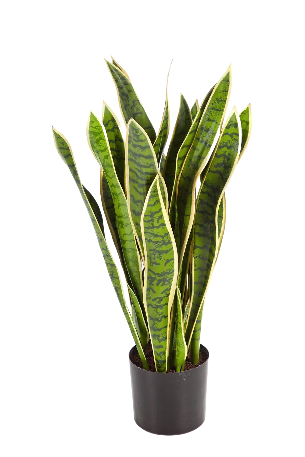 Künstlicher Bogenhanf - Liam | 80 cm auf transparentem Hintergrund mit echt wirkenden Kunstblättern in natürlicher Anordnung. | aplanta Kunstpflanzen