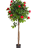 Künstlicher Kamelienbaum - Pelin auf transparentem Hintergrund mit echt wirkenden Kunstblättern in natürlicher Anordnung. Künstlicher Kamelienbaum - Pelin hat die Farbe Rot und ist 130 cm hoch. | aplanta Kunstpflanzen
