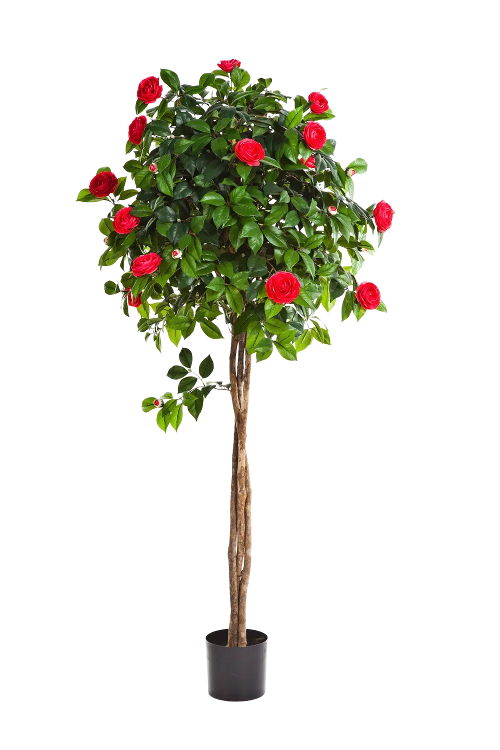 Künstlicher Kamelienbaum - Pelin auf transparentem Hintergrund mit echt wirkenden Kunstblättern. Diese Kunstpflanze gehört zur Gattung/Familie der "Kamelien" bzw. "Kunst-Kamelien".
