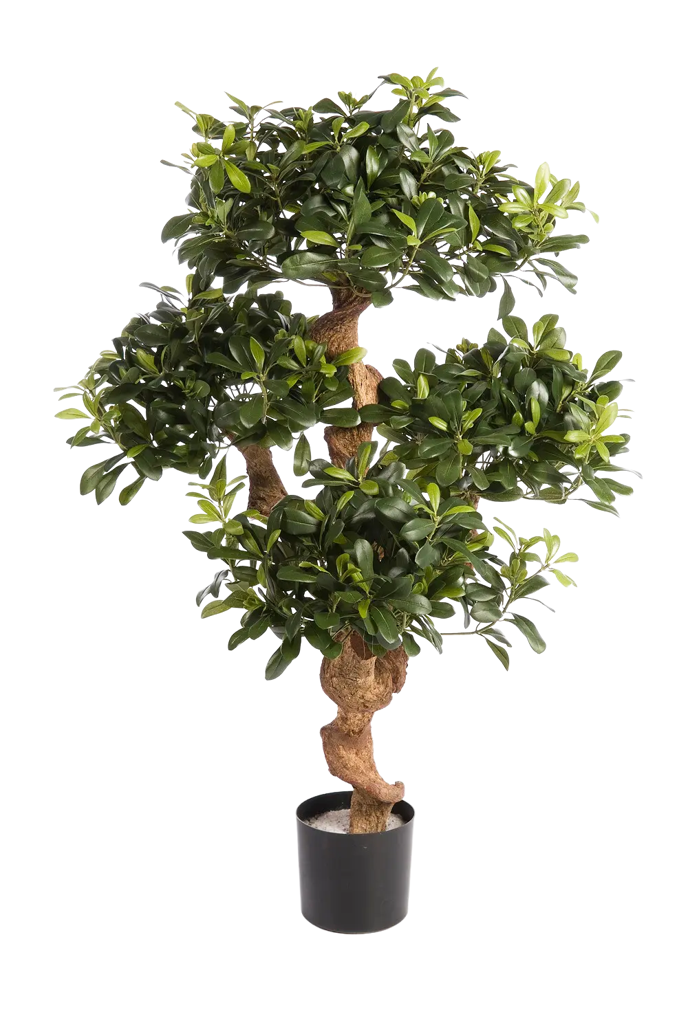 Künstlicher Pittosporum - Pierre auf transparentem Hintergrund mit echt wirkenden Kunstblättern. Diese Kunstpflanze gehört zur Gattung/Familie der "Pittosporum" bzw. "Kunst-Pittosporum".