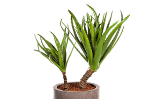 Künstliche Agave - Hanne auf transparentem Hintergrund mit echt wirkenden Kunstblättern in natürlicher Anordnung. Künstliche Agave - Hanne hat die Farbe Natur und ist 78 cm hoch. | aplanta Kunstpflanzen