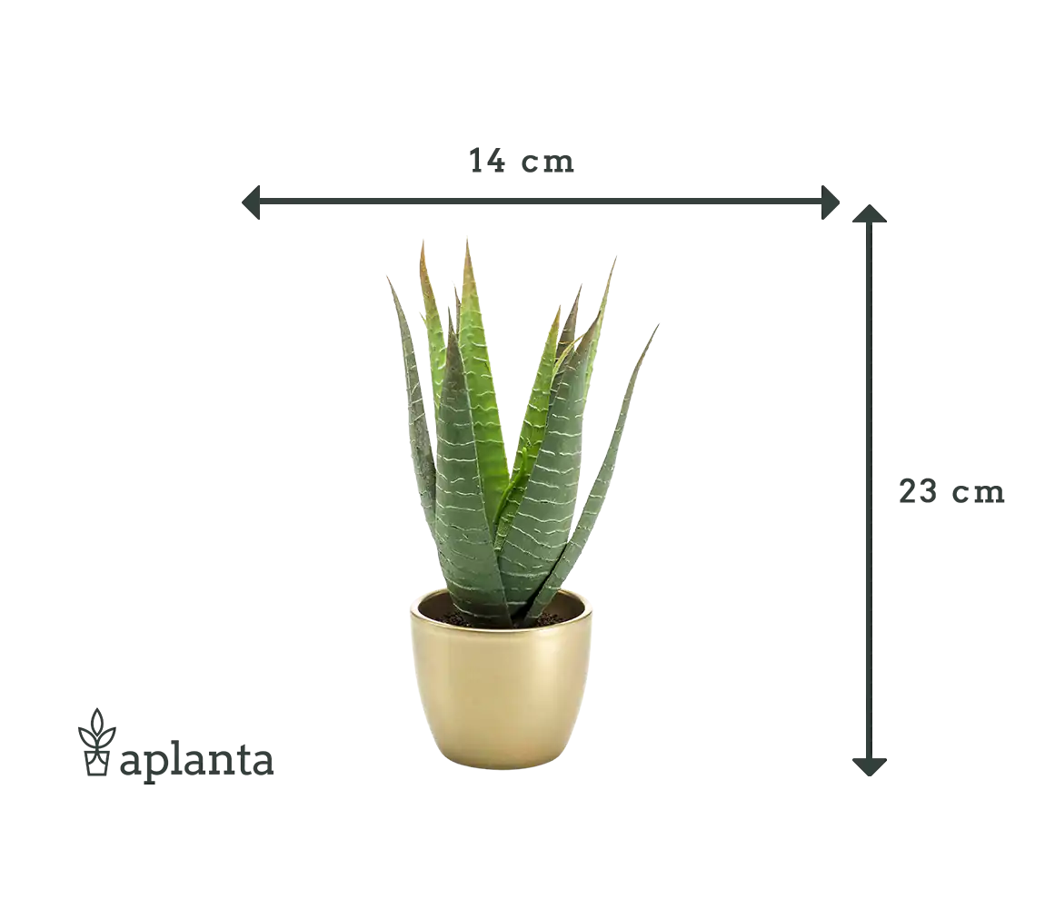 Künstliche Aloe - Patricia | 23 cm