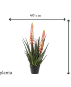 Künstliche Aloe - Paulina | 80 cm