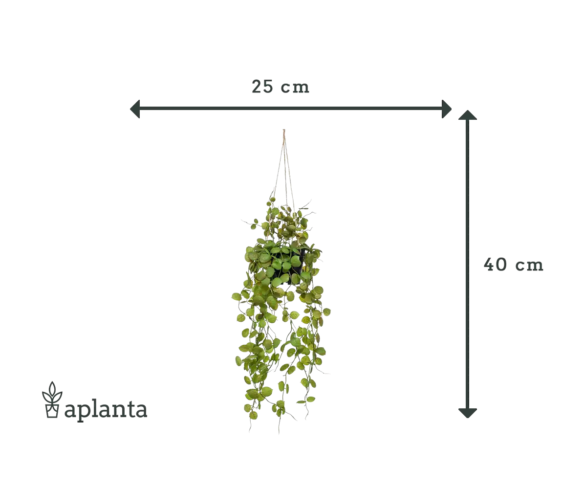 künstliche hängeampeln Künstliche Hänge-Leuchterblume - Konrad | 50 cm