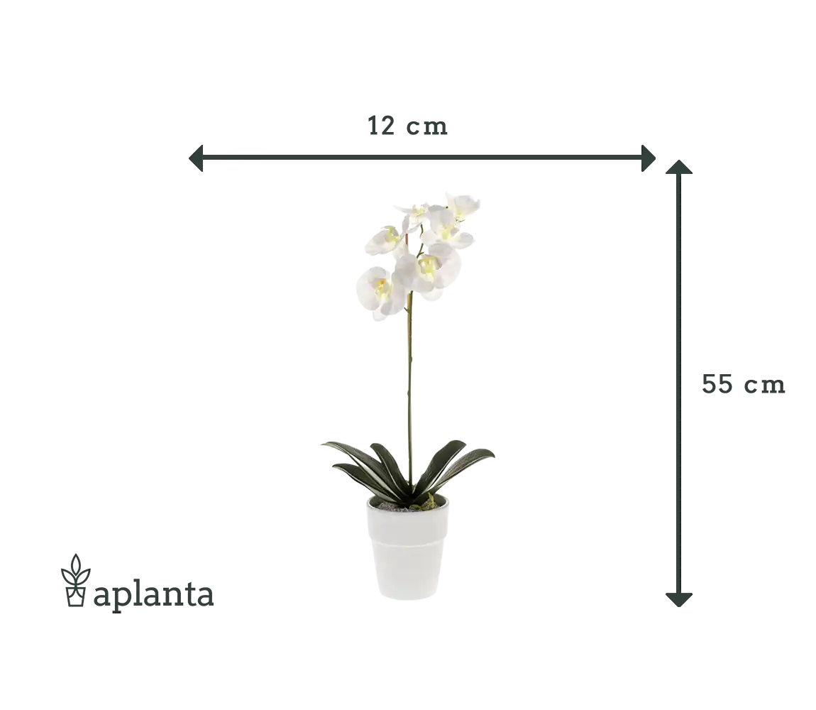 Künstliche Orchidee - Linus | 55 cm