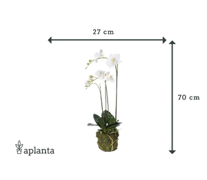 Künstliche Orchidee - Marie | 70 cm