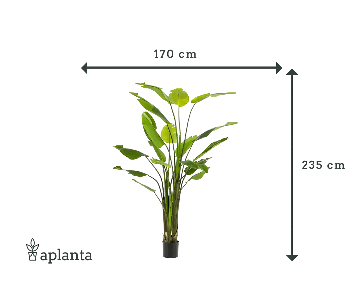 Künstliche Strelitzia - Colin | 235 cm