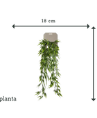 Hochwertiger Olivenbaum künstlich auf transparentem Hintergrund mit echt wirkenden Kunstblättern in natürlicher Anordnung. Künstlicher Hänge-Bambus - Natalie hat die Farbe Natur | aplanta Kunstpflanzen