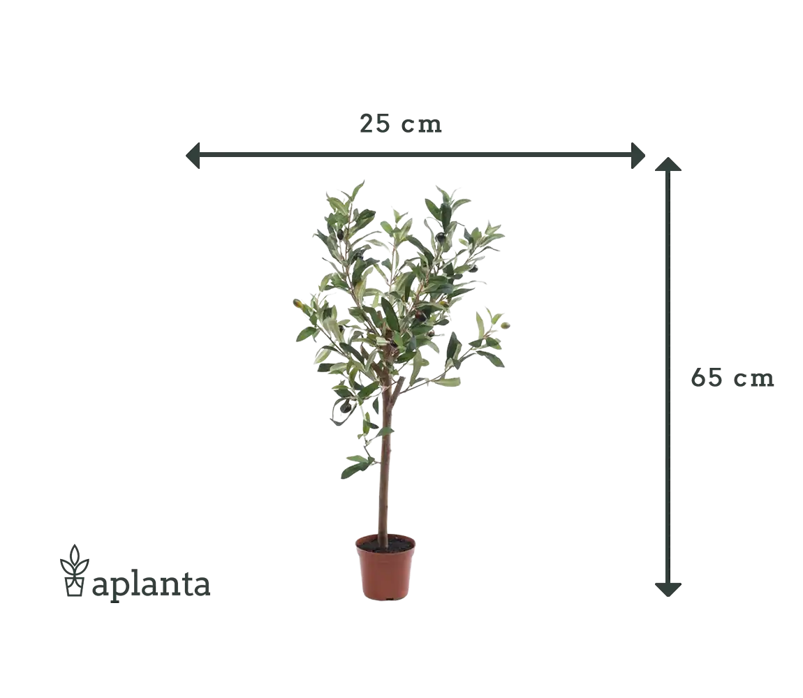 Künstlicher Olivenbaum - Carina | 65 cm