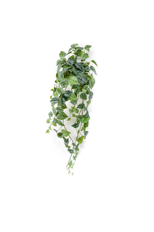 Scindapsus pictus hanging bush 90cm green/grey auf transparentem Hintergrund mit echt wirkenden Kunstblättern in natürlicher Anordnung. | aplanta Kunstpflanzen