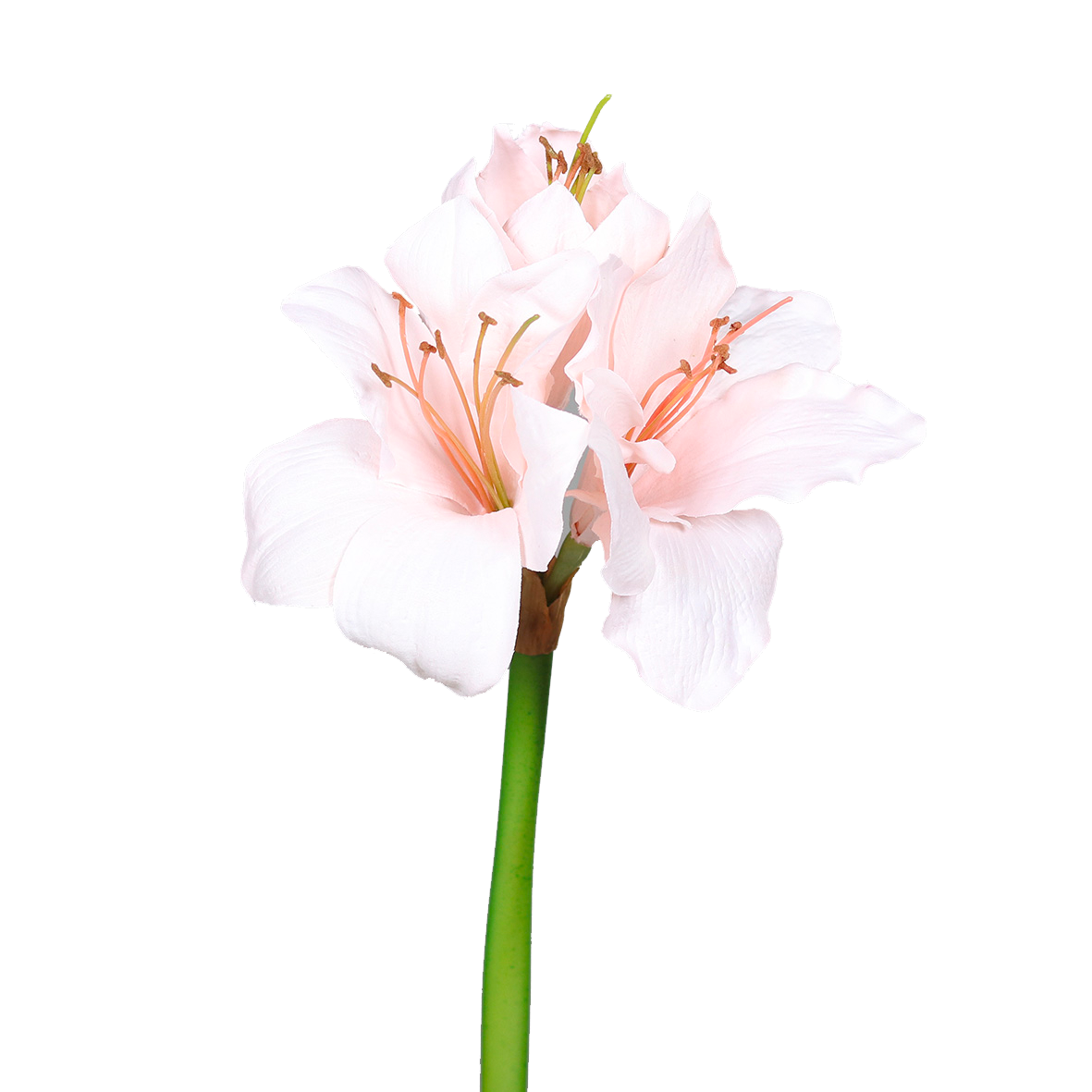 Künstliche Amaryllis - Belle auf transparentem Hintergrund mit echt wirkenden Kunstblättern in natürlicher Anordnung. Künstliche Amaryllis - Belle hat die Farbe Natur und ist 50 cm hoch. | aplanta Kunstpflanzen