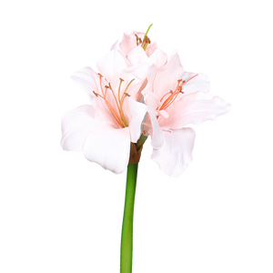 Künstliche Amaryllis - Belle auf transparentem Hintergrund mit echt wirkenden Kunstblättern in natürlicher Anordnung. Künstliche Amaryllis - Belle hat die Farbe Natur und ist 50 cm hoch. | aplanta Kunstpflanzen